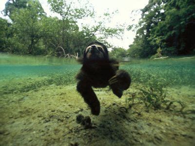 Swimming pygmy sloth - love Nick Bakers Weird animals on Animal Planet | Fun facts about sloths ...