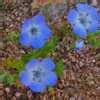 PlantFiles Pictures: Nemophila Species, Baby Blue Eyes (Nemophila ...