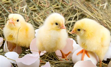 Kindergarteners Sing To Hatching Chick - Simplemost