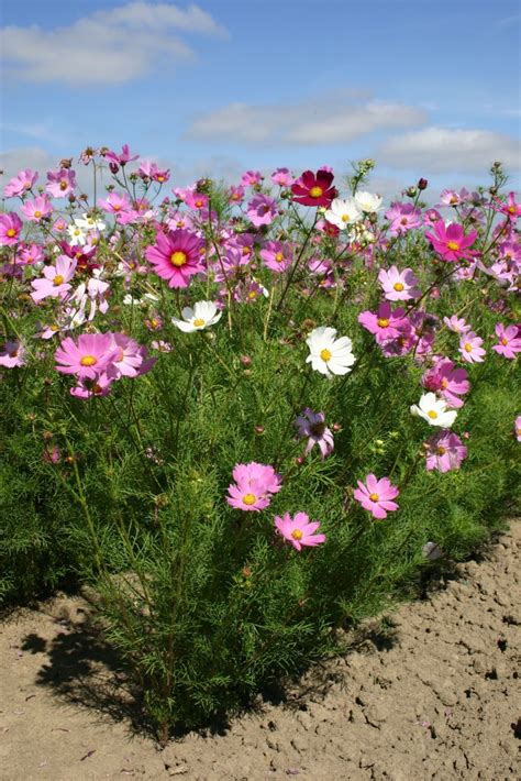 Cosmos - Bipinnatus Sensation Mix - Oregon Wholesale Seed Company