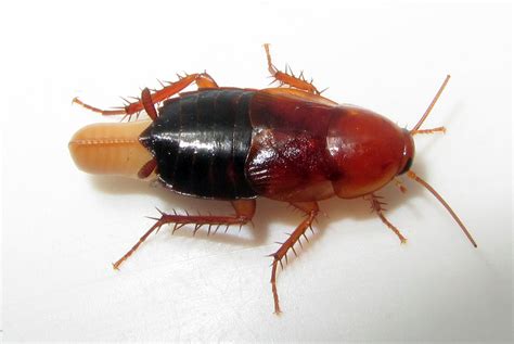 Cockroach Pest Control Extermination - Burlington, Oakville Milton & Hamilton