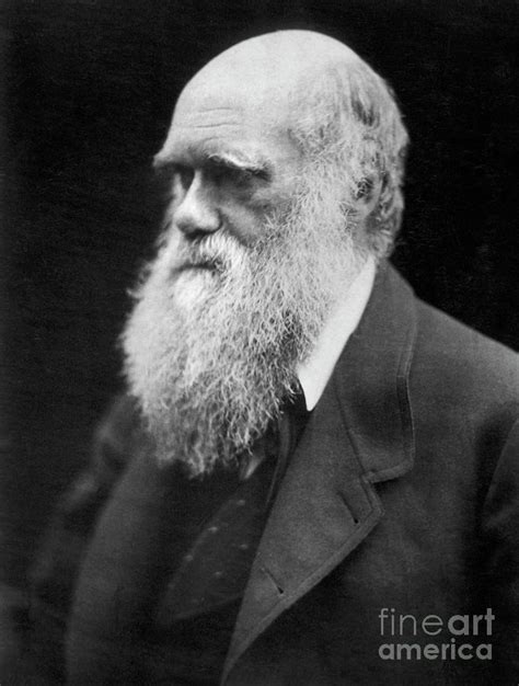 Portrait Of Charles Darwin Photograph by Bettmann - Fine Art America