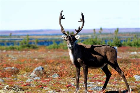 Fast Facts Caribou: Reindeer vs. Caribou - Arctic Kingdom