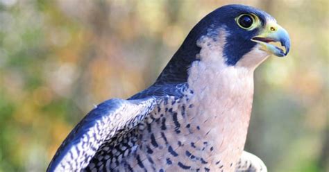 Facts About Peregrine Falcons in the Adirondacks