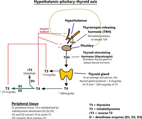 Hypothalamic Pituitary Thyroid Axis Diagram