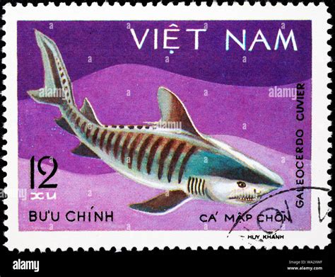 Galeocerdo cuvier, Tiger shark, postage stamp, Vietnam, 1980 Stock Photo - Alamy
