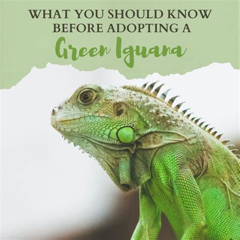 Are Iguanas Like Dogs