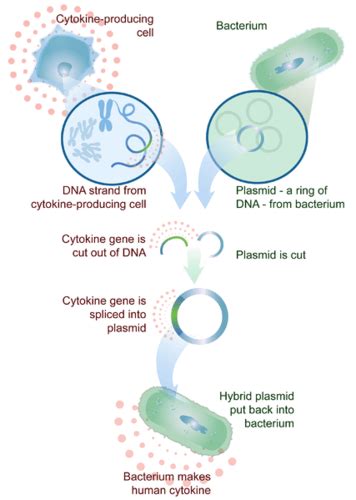 5.16 Genetic Engineering – Human Biology