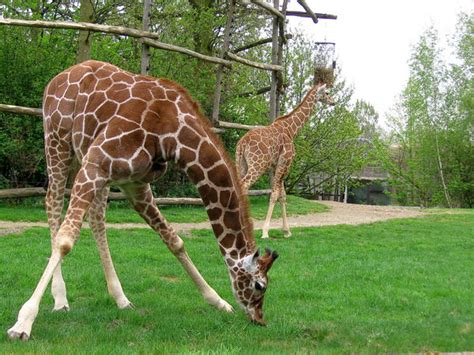 grass eating giraffe by schaduwvacht on DeviantArt