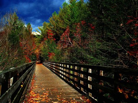 a wooden bridge surrounded by trees with leaves on the ground