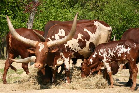 Longhorn cattle stock photo. Image of breed, industry - 9232064