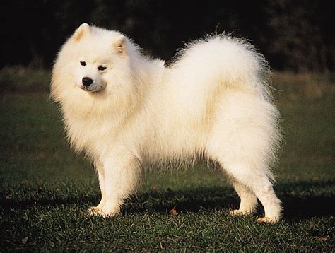 Samoyed | Breed, Care, Upkeep, Temperament, Images, & Facts | Britannica