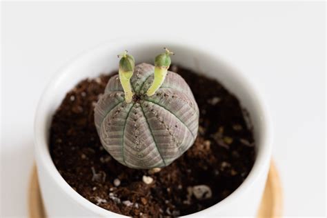 Baseball Plant: Indoor Plant Care & Growing Guide