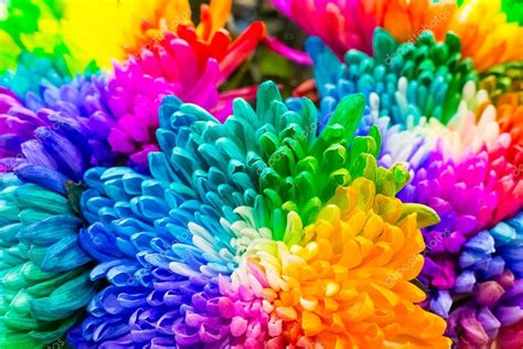 Rainbow colored flowers Stock Photo by ©littlehoney.luga.gmail.com 112903736