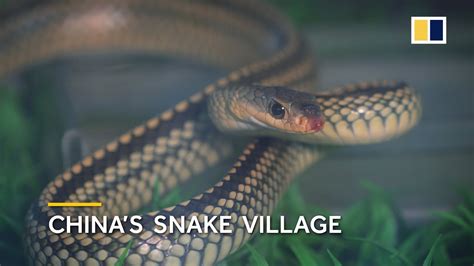 China’s snake village, home to over 3 million snakes – Online Recipes