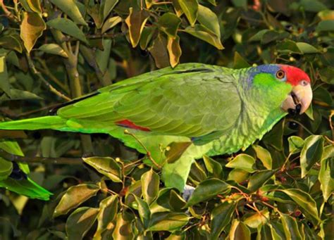 Red-crowned Parrot - American Bird Conservancy