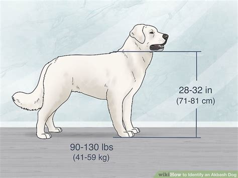 3 Ways to Identify an Akbash Dog - wikiHow Pet