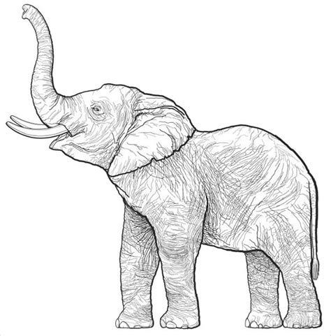 Elephant Drawing Image