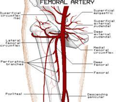 SFA (Superficial Femoral Artery) | Arteries anatomy, Anatomy, Arteries