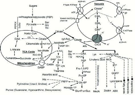 Comprehensive model of citrate metabolism in citrus fruits, adapted... | Download Scientific Diagram