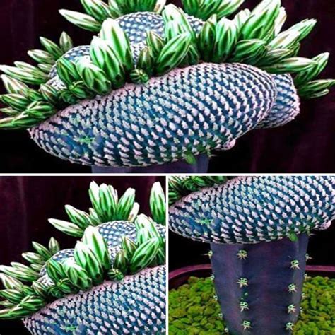 50x Super Rare African Seeds Cactus Succulent Plant Tree Purify Air Bonsai Decor #Unbranded ...