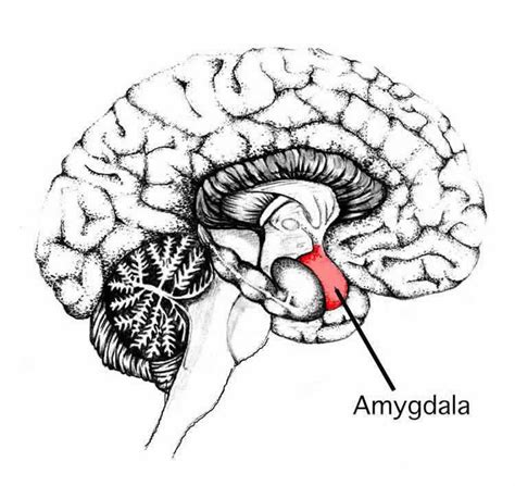 It's All in the Eyes: Amygdala's Role in the Experience and Perception ...