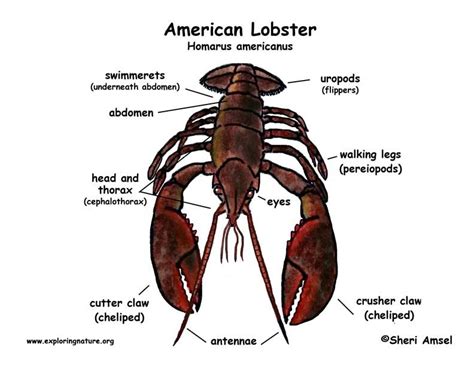 Do Lobsters Have Brains