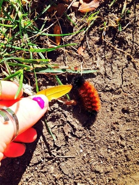 "One day I'll be a butterfly, but I'd rather be your friend." | Fuzzy caterpillar, Just want to ...