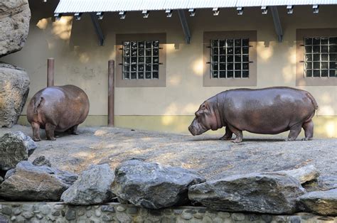 Our Zoo Blog: Philadelphia Zoo | Hippos | Oct. 2012