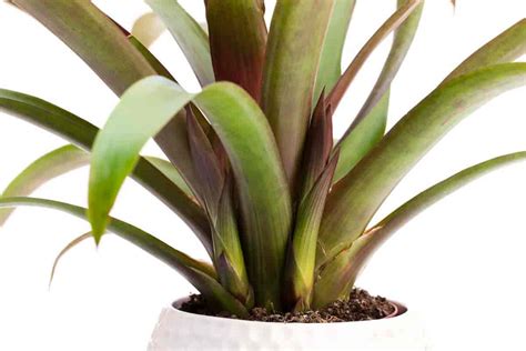 Guzmania Plant Care: Growing Colorful Bromeliad Plants