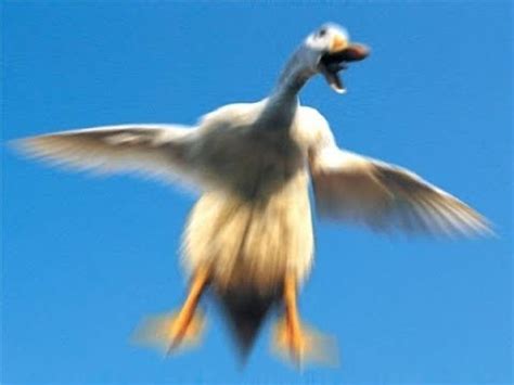 Create meme "bird wings, birds" - Pictures - Meme-arsenal.com