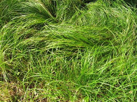 Carex pensylvanica - Morning Sky Greenery