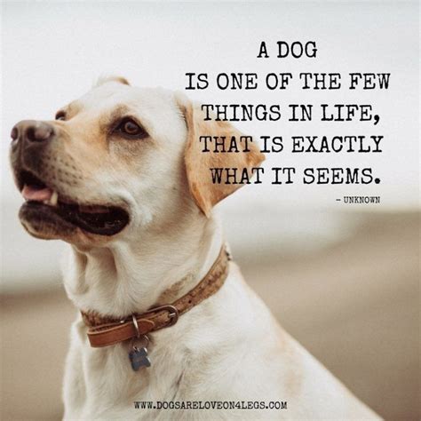 Best Words to Describe Your Dog