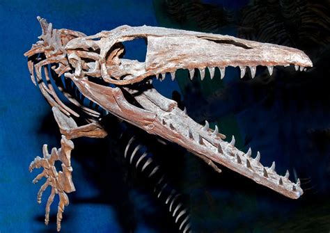 Mosasaur Fossil Photograph by Millard H. Sharp - Pixels