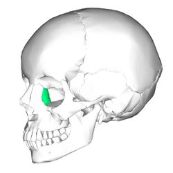 Lacrimal bone Facts for Kids