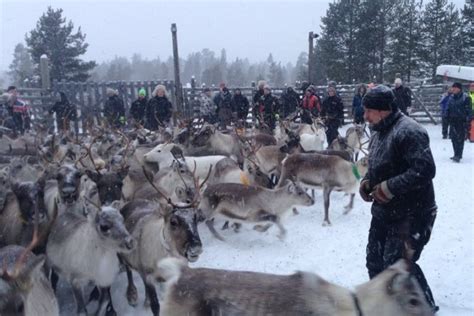 In the Arctic, Indigenous Sámi keep life centered on reindeer herding ...