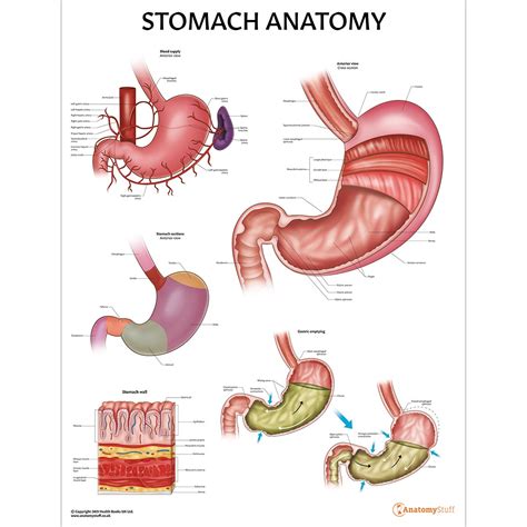 Stomach Anatomy Poster | Digestive System Chart