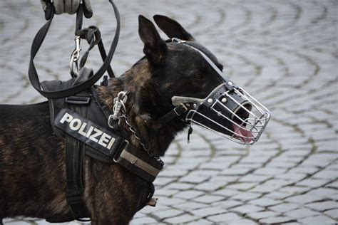 Police Dog Training: K9 Unit - All about K9 Dogs