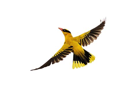 Bird Flight - Birds flying png download - 1024*683 - Free Transparent ...