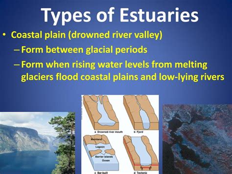 PPT - Estuaries PowerPoint Presentation, free download - ID:1457929