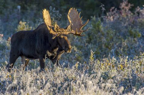 The rich wildlife of Hudson Bay | Churchill Wild Polar Bear Tours