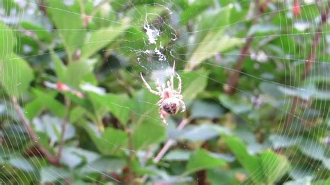 Cross Orbweaver Spider Making a Web - YouTube