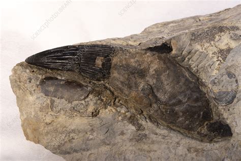 Pliosaur tooth fossil - Stock Image - C056/6342 - Science Photo Library