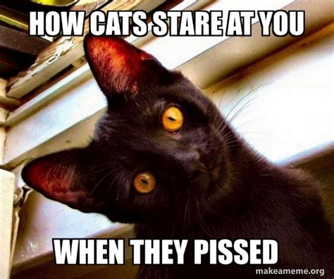 how cats stare at you when they pissed - Overly Attached Cat Meme Generator