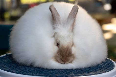 NARBC - National Angora Rabbit Breeders Association