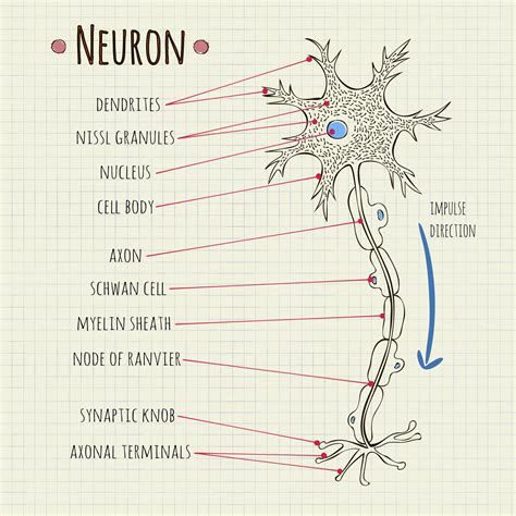 Draw A Labelled Diagram Of The Neuron And Describe Class 11 Biology ...