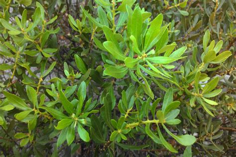 What Is a Bayberry Shrub? | Hardy plants, Shrubs, Plants