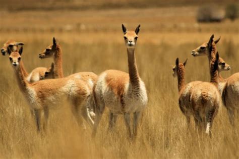 Vicuña peruana: exportación de su fibra alcanzó casi US$ 3 millones en 2019 | Noticias | Agencia ...