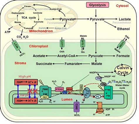 Study shows anaerobic fermentation metabolites suppress both photosynthesis and aerobic respiration