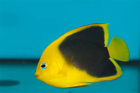 Saltwater Angelfish Species